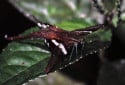 Green Dragontail, Lamproptera meges virescens