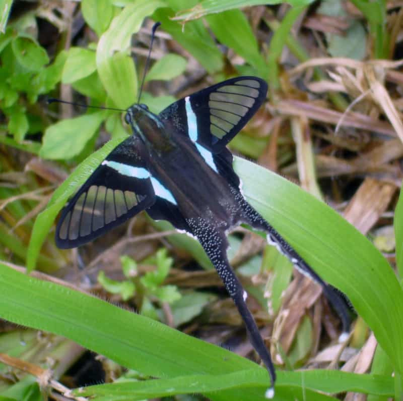 Green Dragontail, Lamproptera meges virescens