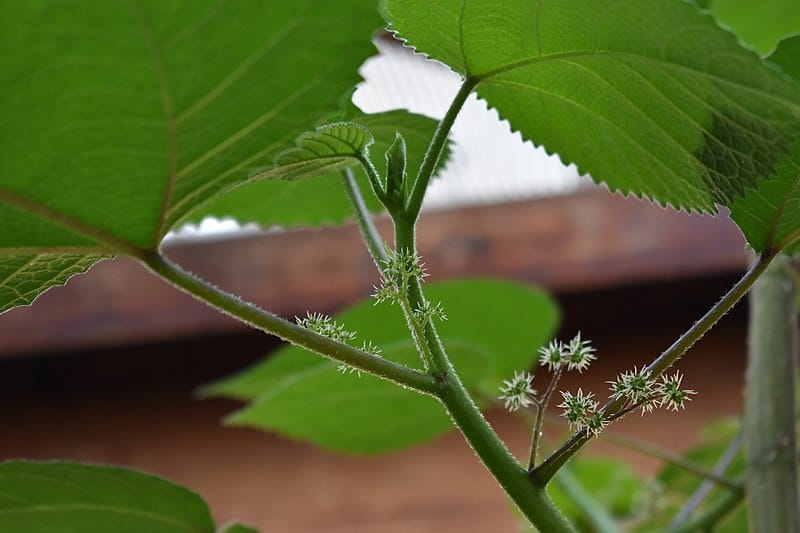 Gympie-Gympie, Dendrocnide moroides