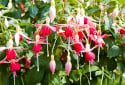 Hummingbird Fuchsia, Zauschneria californica