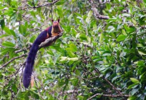 Indian Giant Squirrel, Ratufa indica