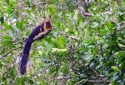 Indian Giant Squirrel, Ratufa indica