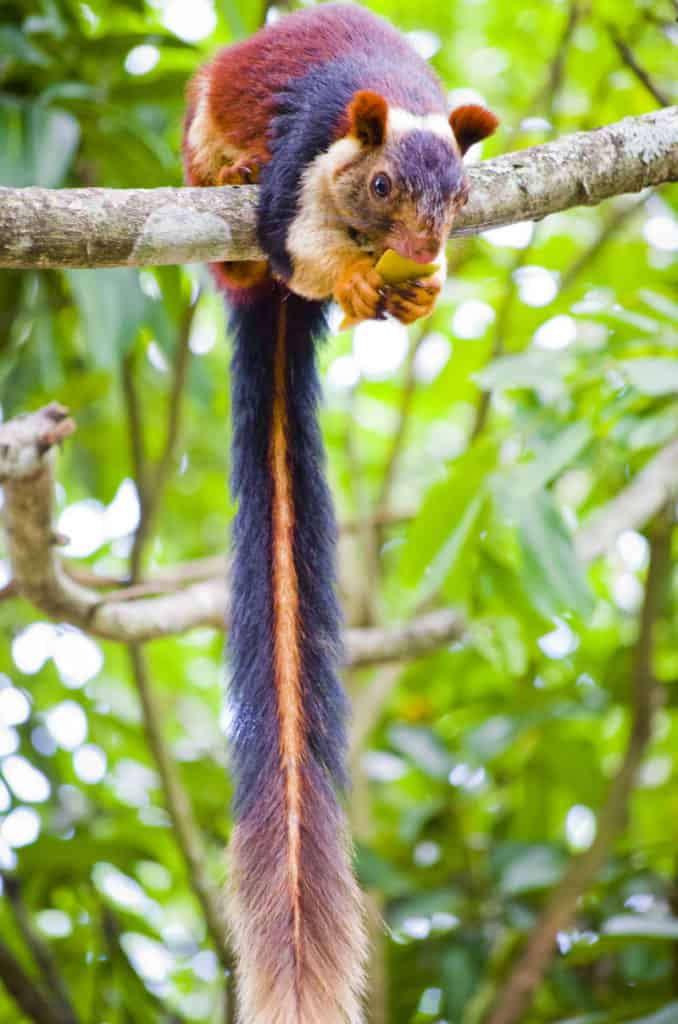 Indian Giant Squirrel, Ratufa indica