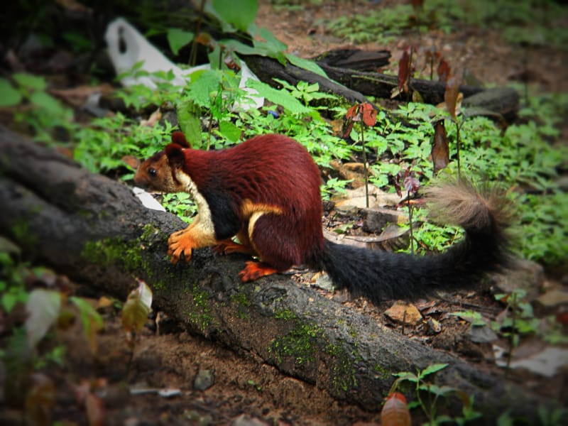 Indian Giant Squirrel, Ratufa indica