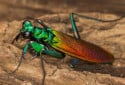 Iridescent Bark Mantis, Metallyticus splendidus