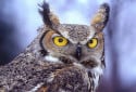 Long Eared Owl, Asio otus