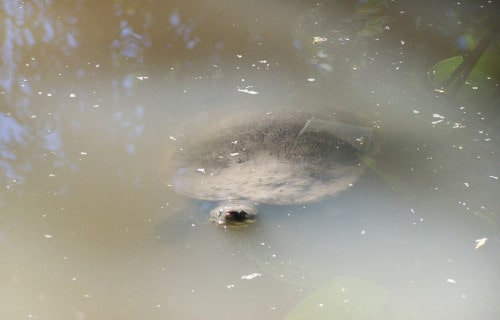 Mary River Turtle, Elusor macrurus