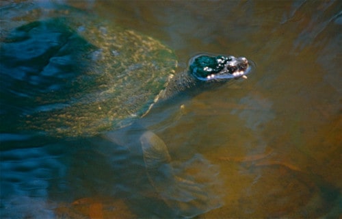 Mary River Turtle, Elusor macrurus