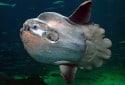 Mola Mola, Ocean Sunfish