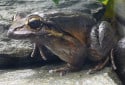 Mountain Chicken, Leptodactylus fallax