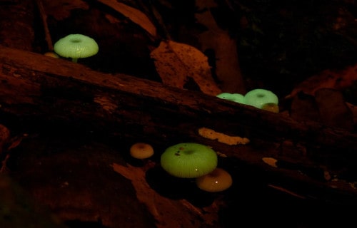 Mycena Chlorophos