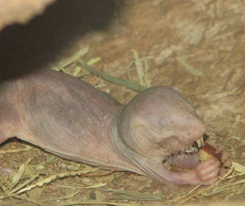 Naked Mole Rat, Heterocephalus glaber