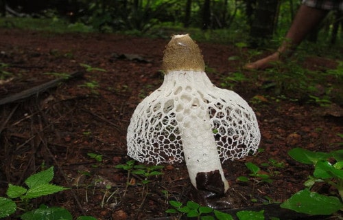 4 Fantastically Fascinating Fungi