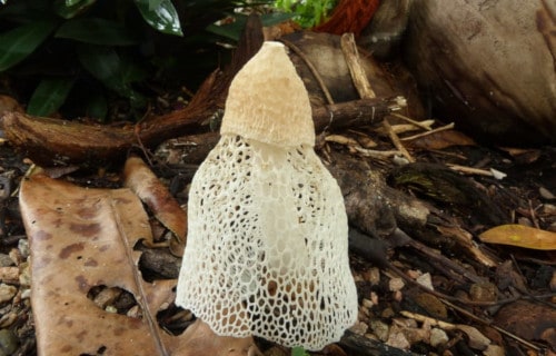 Phallus Indusiatus