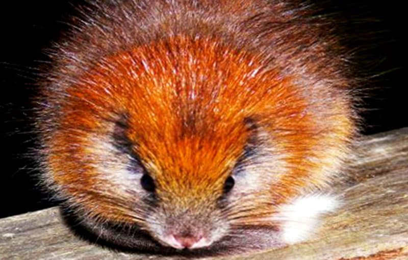 ribben Gum Sanders Red Crested Tree Rat l Remarkable - Our Breathing Planet