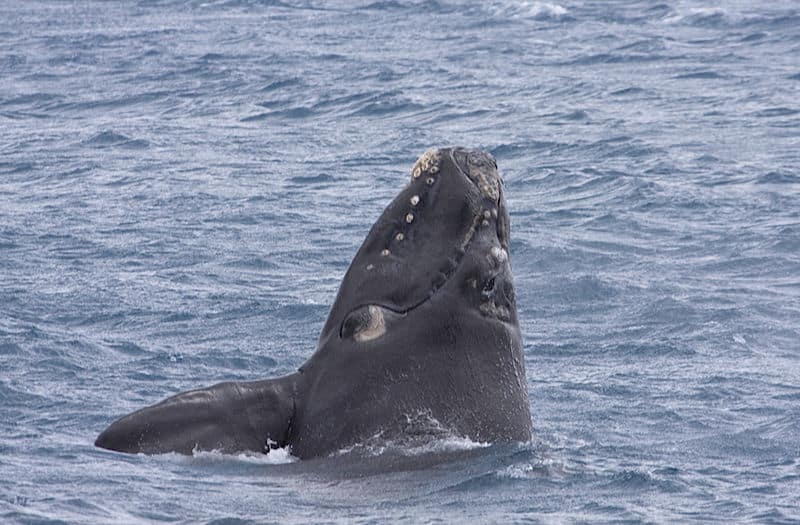 Right Whale, Eubalaena
