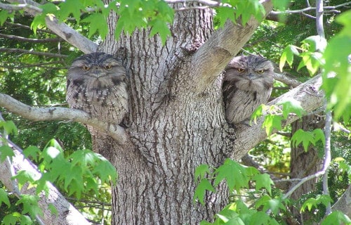 Tawny Frogmouth, Podargus strigoides