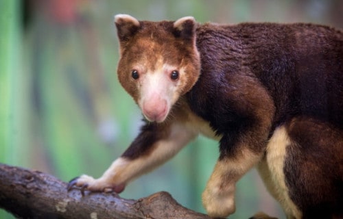 Tree Kangaroo, Dendrolagus ursinus