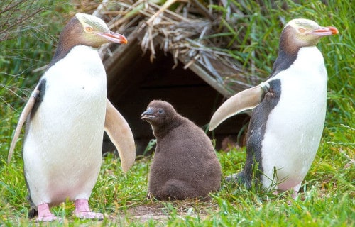 Yellow Eyed Penguin, Megadyptes antipodes