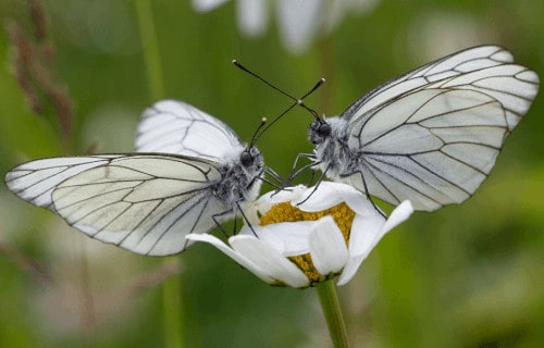 6 Fabulous European Lepidoptera