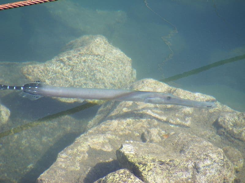 Atlantic Trumpetfish, Aulostomus strigosus