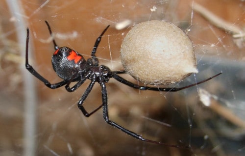 5 Astounding Spiders of Asia