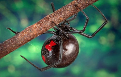 4 Awesome Arthropods of Africa