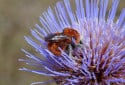 Bombus dahlbomii