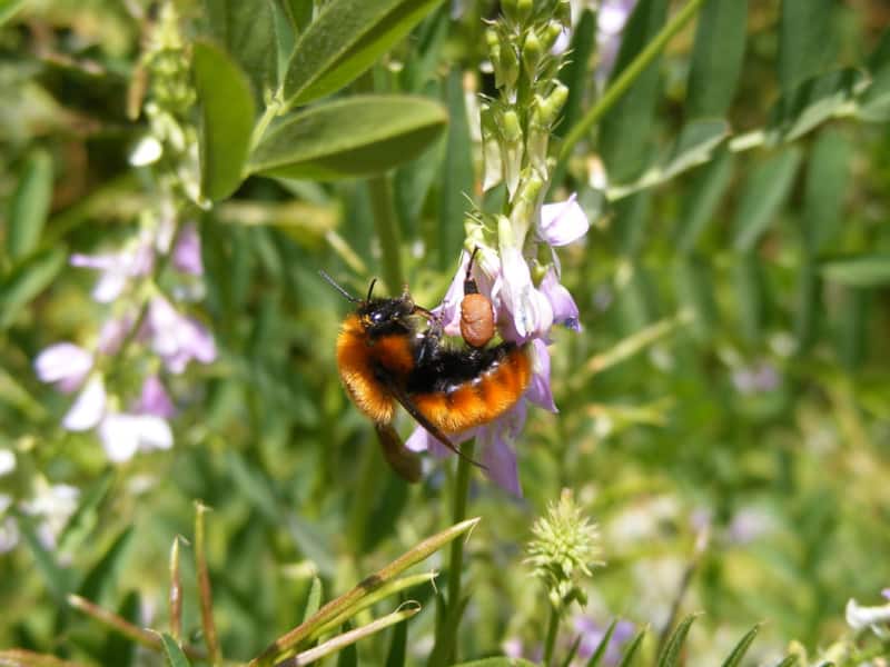 Bombus dahlbomii