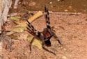 Brazilian Wandering Spider