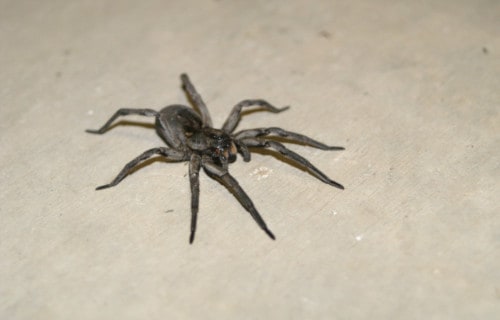 Carolina Wolf Spider, Hogna carolinensis