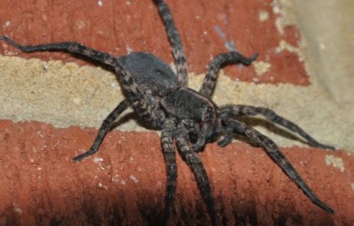 Carolina Wolf Spider, Hogna carolinensis