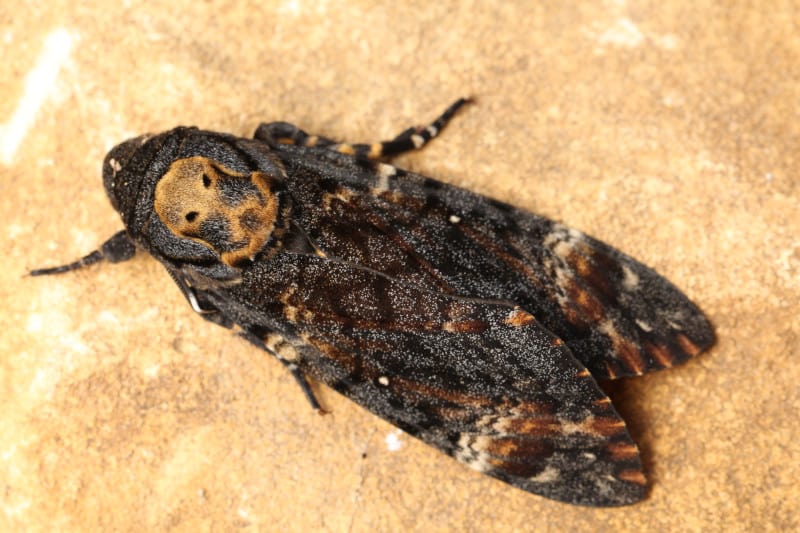 Death's-head Hawkmoth, Acherontia