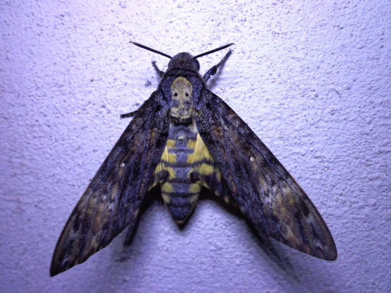 Death's-head Hawkmoth, Acherontia