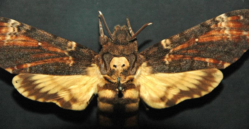 Death's-head Hawkmoth, Acherontia