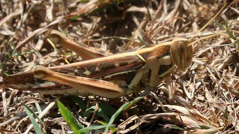 Desert Locust, Schistocerca gregaria