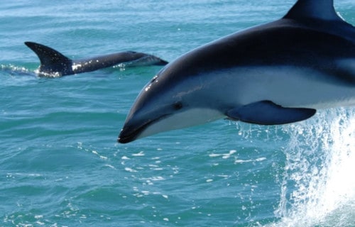 Dusky Dolphin, Lagenorhynchus obscurus