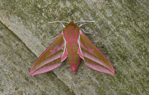 Elephant Hawk Moth, Deilephila elpenor