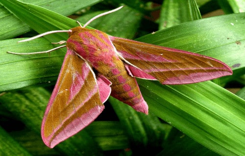 Elephant Hawk Moth, Deilephila elpenor