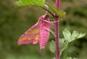 Elephant Hawk Moth, Deilephila elpenor