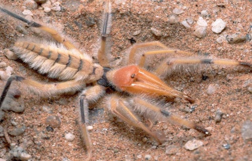 Sensational Spiders Around the World l Our Breathing Planet