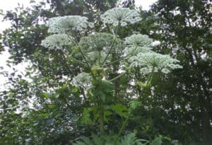 Giant Hogweed, Heracleum mantegazzianum