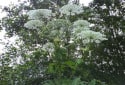 Giant Hogweed, Heracleum mantegazzianum