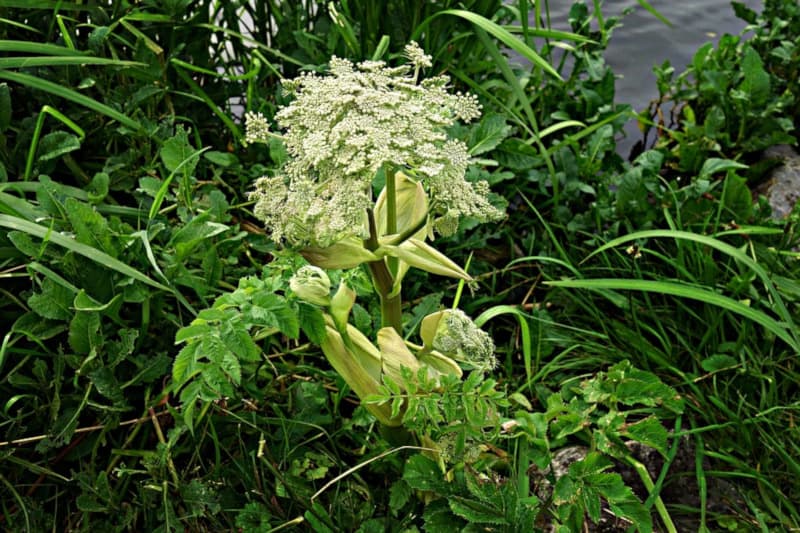 Giant Hogweed, Heracleum mantegazzianum