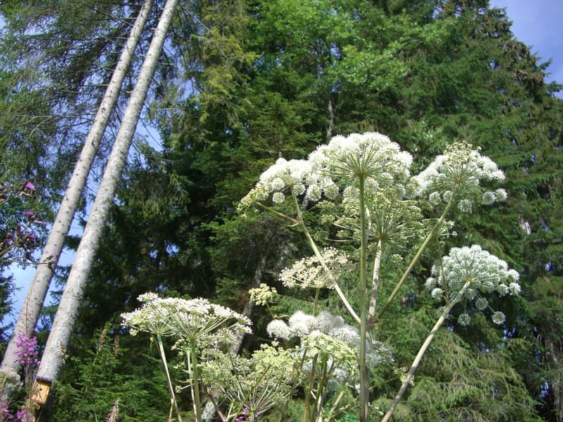 Giant Hogweed, Heracleum mantegazzianum