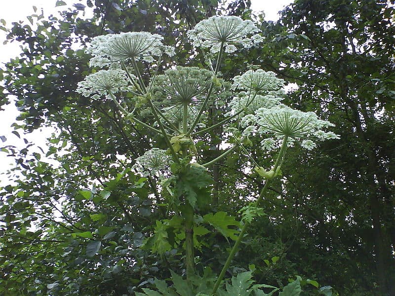 Giant Hogweed, Heracleum mantegazzianum