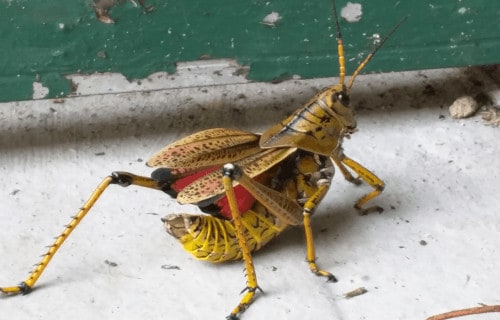 Giant Lubber Grasshopper, Romalea microptera