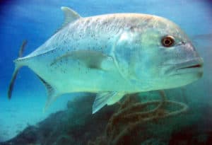 Giant Trevally, Caranx ignobilis