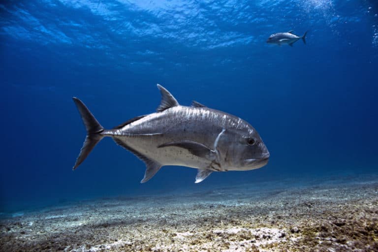 Giant Trevally l Amazing Bird-Eating Fish - Our Breathing Planet