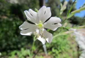 Gibraltar Campion, Silene tomentos